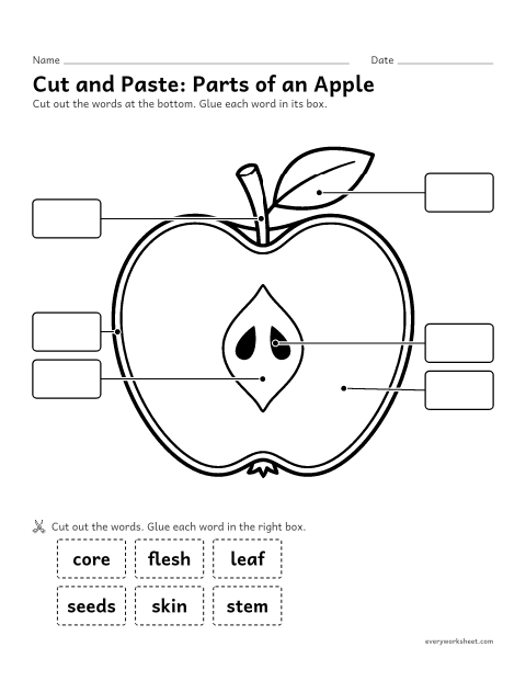 Preview of the printable “Parts of an apple cut and paste” worksheet: matching the words stem, leaf, skin, flesh, core and seeds to the parts