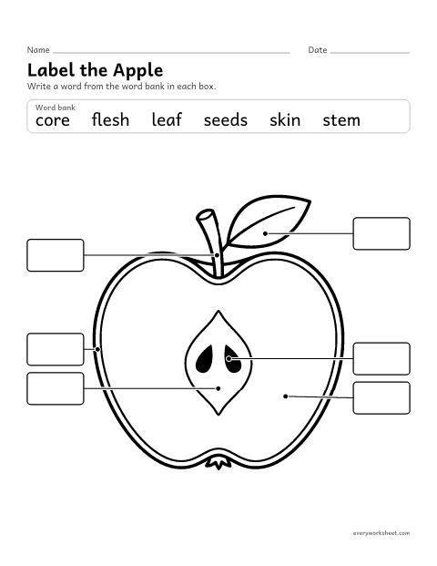 Preview of the printable “Label the parts of an apple” worksheet: labeling the stem, leaf, skin, flesh, core and seeds