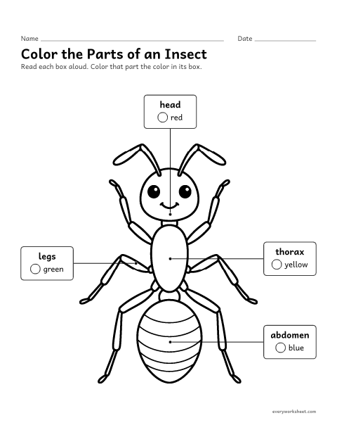 Preview of the printable “Color the parts of an insect” worksheet: finding the parts of an insect by coloring