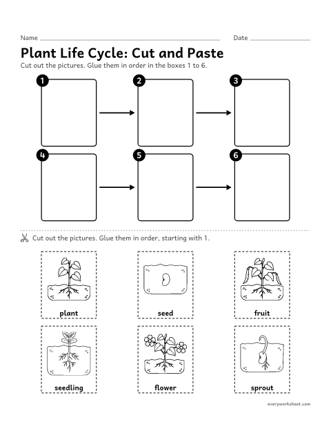 Preview of the printable “Plant life cycle cut and paste” worksheet: putting the plant life-cycle pictures in order