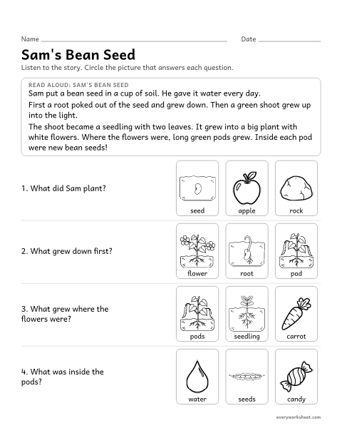 Preview of the printable “Plant life Cycle: read and answer” worksheet: listening to a passage about the plant life cycle and answering questions