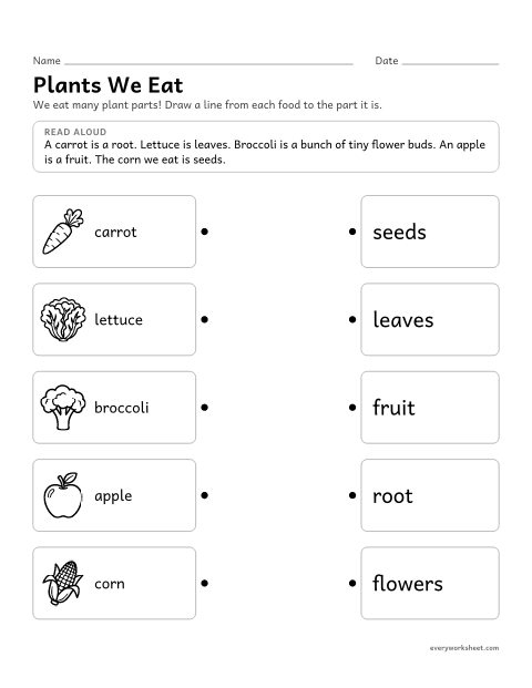 Preview of the printable “Plants we Eat: which part is It?” worksheet: matching foods to the plant part we eat