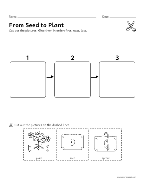 Preview of the printable “Seed to plant sequencing cut and paste for preschool” worksheet: putting the steps of a growing plant in order