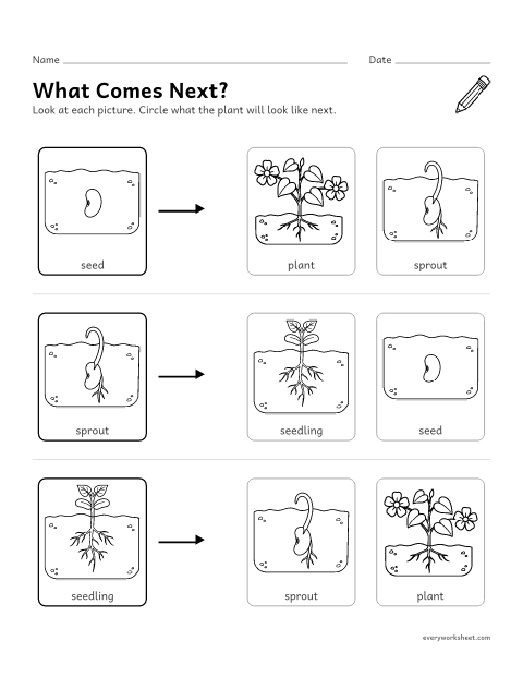 Preview of the printable “Seed to Plant: what comes Next? preschool worksheet” worksheet: putting the steps of a growing plant in order