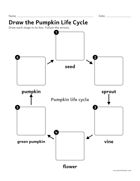 Preview of the printable “Draw the pumpkin life cycle” worksheet: drawing each stage of the pumpkin life cycle