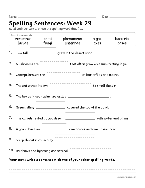 Preview of the printable “Spelling Sentences: week 29 (Plurals from latin and Greek)” worksheet: writing spelling words in sentences